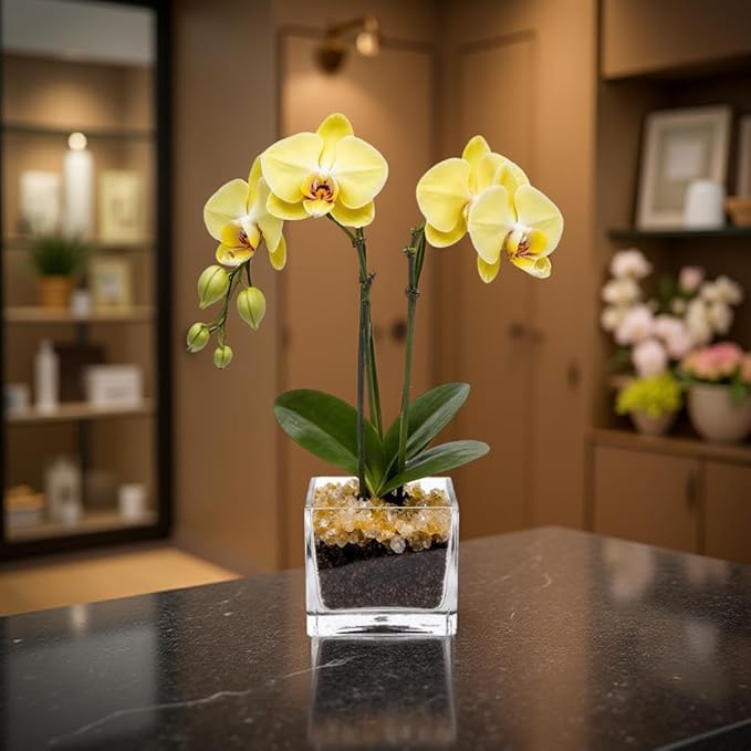 Premium Yellow Phalaenopsis Orchid Plant - Live Double Stem with Citrine Crystal - Indoor Flowering Houseplant Gift - Perfect for Birthday Anniversary