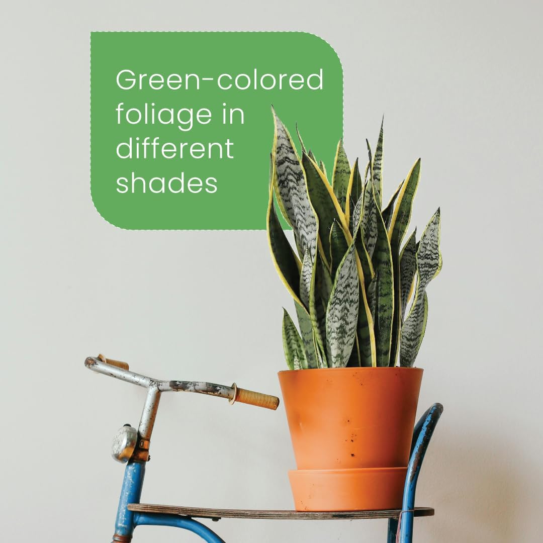 American Plant Exchange Snake Plant Bundle – Large 10-Inch Pots Sansevieria Laurentii & Zeylanica, 2-3ft Tall, Low-Maintenance, Air-Purifying Live Houseplants for Home, Office, or Outdoor Patio Décor