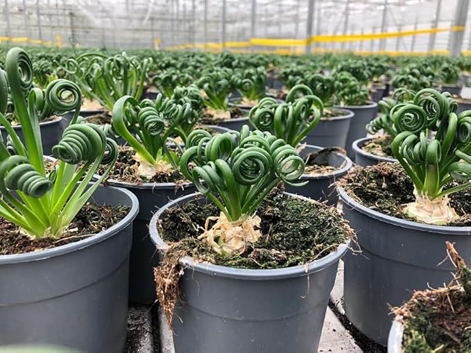 Gardenera Premium Albuca Spiralis Potting Soil Mix - Perfect Balance of Nutrients, Drainage, and Aeration for Thriving Blooms - 3 Quart