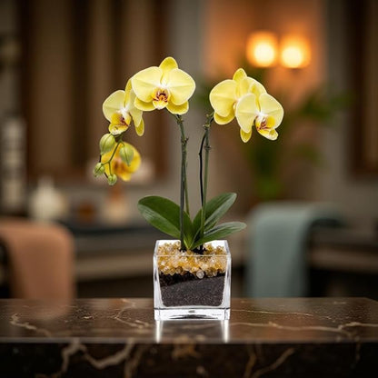 Premium Yellow Phalaenopsis Orchid Plant - Live Double Stem with Citrine Crystal - Indoor Flowering Houseplant Gift - Perfect for Birthday Anniversary