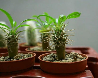 Premium Madagascar Palm Plant Soil Mix by Gardenera - Stimulate Growth and Elevate Natural Beauty with Nourishing Formula - 5 Quart