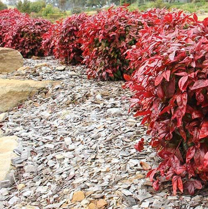 Nandina Gulf Stream - Nandina domestica. Compact Heavenly Bamboo | Year-Round Color | Low Maintenance Shrub | Drought Tolerant | Live Plant (2 Nandina Gulf Stream Cups)
