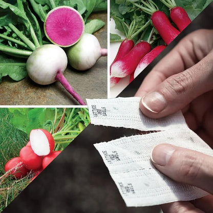 Park Seed Sow Effortless Collection Seed Tape – Gourmet Radish Collection, 15 Feet – Easy DIY Planting, 3 Premium Varieties, Quick-Growing Cool-Season Crop, No Thinning, Ready in 30–60 Days