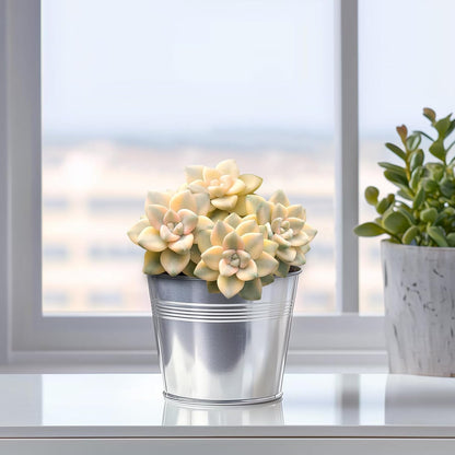 Live Succulents 'Apricot Beauty' (4-inch), Succulent Plants Fully Rooted in Pots with Soil, Easy-Care House Plant for DIY, Home Office Decor, Wedding Party Favor