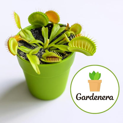 Gardenera Professional Carnivorous Plant Soil - Ready to Use for Venus Flytraps, Sundews, Pitcher Plants, Butterworts | Peat Moss, Coco Coir, Perlite - 2 Quart Bag