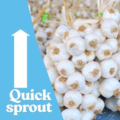 1 Pound Garlic for Planting in Fall Hardneck Softneck, 8-10 Top Size Garlic Bulbs for Planting, Fresh and High Yield Bulb Variety Pack, Hardy and Fast Growing (Random Mix)