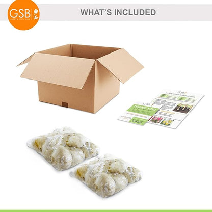 Garden State Bulb Globemaster Giant Allium Flower Bulbs, 20/22cm, Fall Planting (Bag of 20)