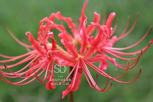 Heirloom Red Spider Lily (Lycoris Radiata) Bulbs, Fall Blooming Perennial, Perfect for Southern Climates, Pack of 10 Bulbs by The Southern Bulb Company