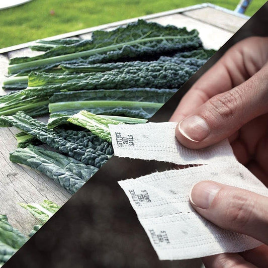 Park Seed Sow Effortless Collection Seed Tape – Black Magic Kale, 15 Feet – Easy DIY Planting, Gourmet Dinosaur Kale for Baby Greens or Mature Leaves, Nutrient-Rich, Cold Hardy, Ready in 80–95 Days