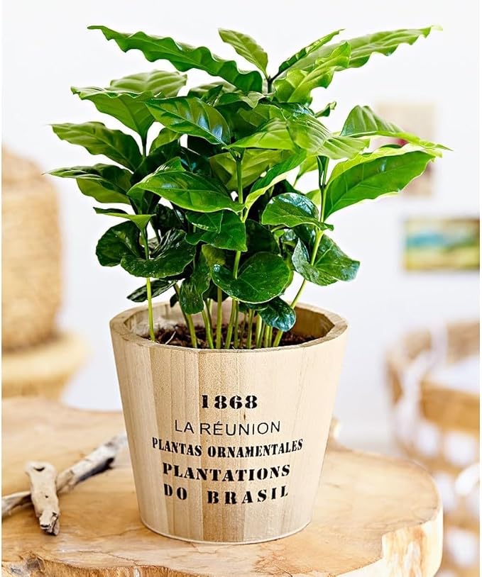 Arabian Coffee Tree Seeds – Coffea Arabica | Evergreen Perennial | Fragrant Blooms & Homegrown Coffee Beans