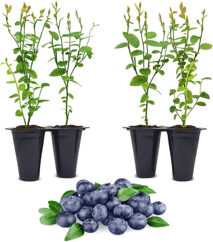 Pink Lemonade Blueberry (Jewel)