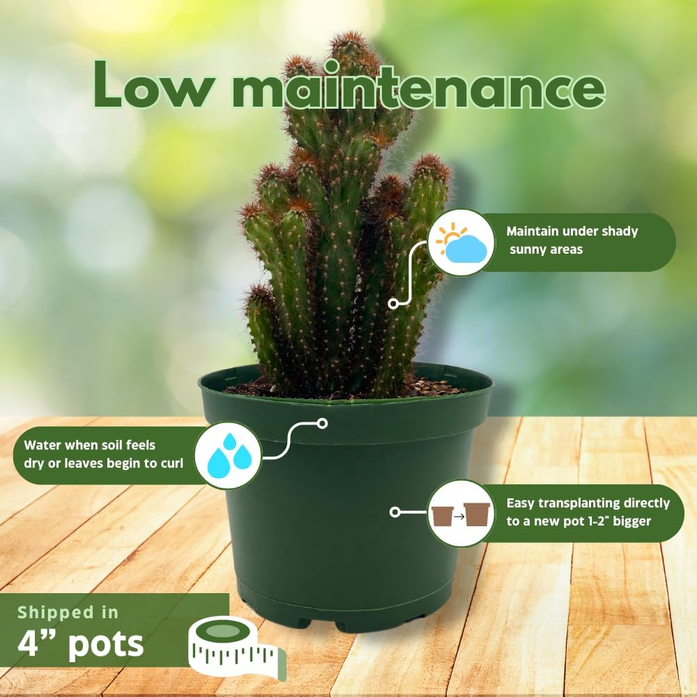 BubbleBlooms Cactus Assortment, 4 inch Set of 3, Best-Sellers Most Popular Cacti Variety