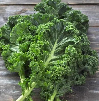 White Russian Kale Seeds for Planting – Plant & Grow Heirloom White Russian Kale in Home Outdoor Vegetable Garden, Brassica Napus – 2 Packets