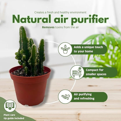 Fairy Castle Cactus, Acanthocereus Tetragonus, Night-Blooming Cereus, Triangle Cactus, 4 inch Pot