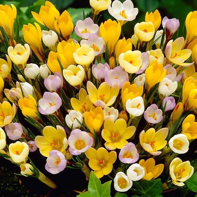 Mixed Botanical Crocus Flower Bulbs Jumbo Pack - 100 Bulbs per Pack - Good for Indoor Forcing - Grows Well in Containers - Naturalizing - Perennializing