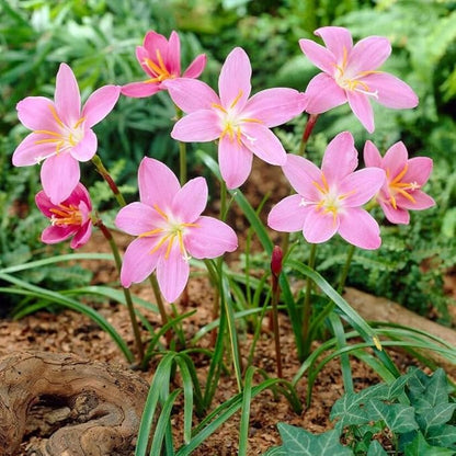 Zephyranthes Robustus Bulbs - Long Lasting Blooms, Perennial Rain Lily Bulk & Wholesale Bulbs for Planting | Easy to Grow and Low Maintenance (50 Pack)