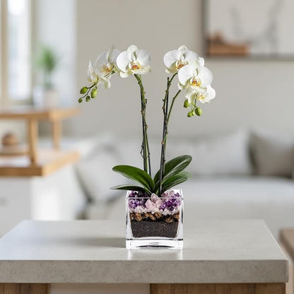 Premium White Phalaenopsis Orchid Plant - Live Double Stem with Amethyst Crystal - Indoor Flowering Houseplant Gift - Perfect for Birthday Anniversary