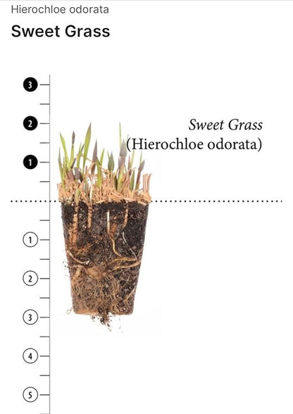 Organic Sweetgrass Live Plant 3" Pot - Vanilla Grass, Buffalo Grass - Native Herb for Smudging, Healing, Spiritual