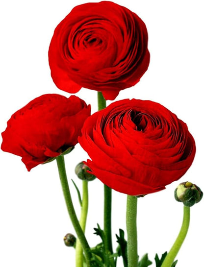 Easy to Grow Ranunculus Tecolote Red 10 Plant Bulbs - Red Flowers in Spring, Full Sun Outdoor Zones 8-10, Mediterranean Carlsbad Flower Fields