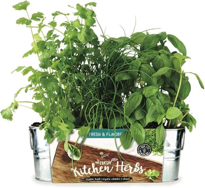 BUZZY Seeds Organic Windowsill Grow Kit, Copper Culinary Herb Garden with Basil, Cilantro and Chives, Indoor Starter Set with Seed Packets and Growing Medium, Holiday Present, Gardening Gift