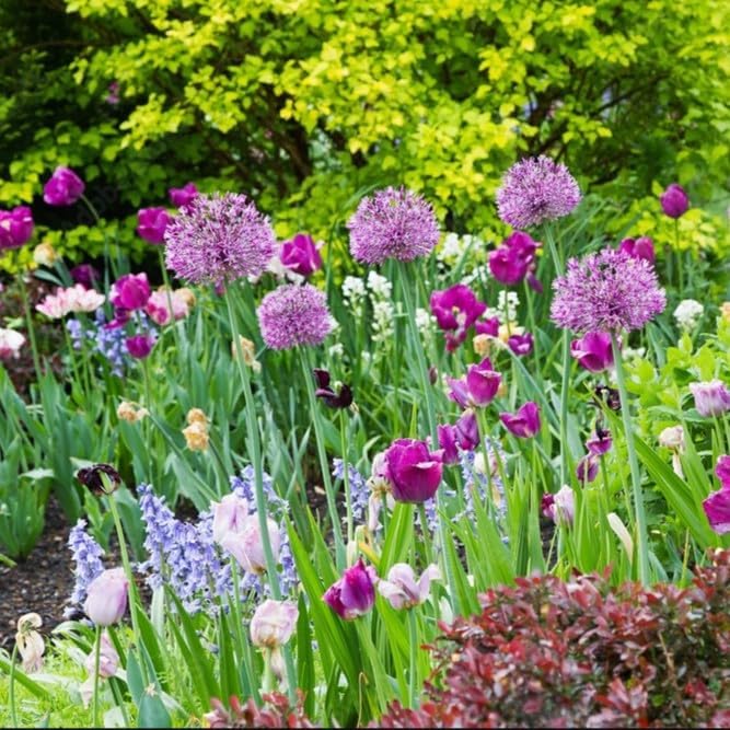 Blue Garden Flower Collection – 40 Bulbs | Rare Spring Blooming Perennials: Purple Alliums, Blue Tulips, Muscari, Anemone | Attracts Butterflies & Bees – Zones 3–9