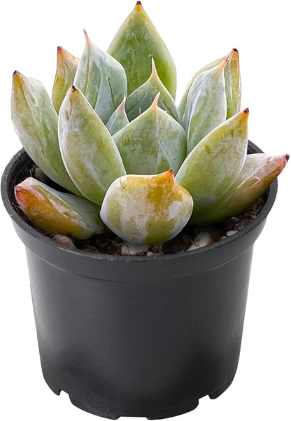 THE NEXT GARDENER.COM 2" Rare Succulent Echeveria Colorata x Laui, Live Succulents Plants Fully Rooted in Grower Pots, Unique Gift for Wedding Favor, Party Favor