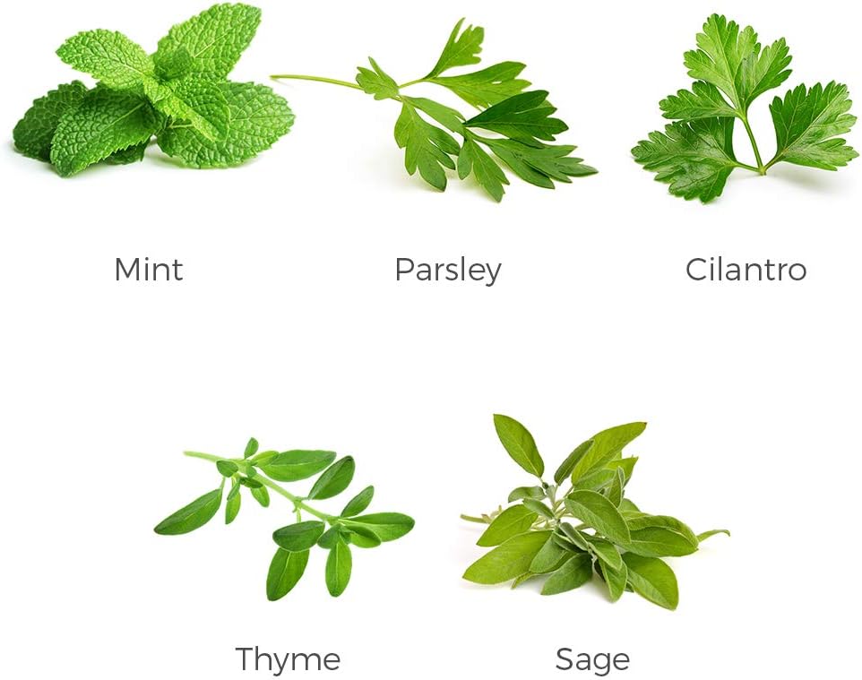 Herb Garden Seeds Collection - 5 Culinary Herb Seeds Pack - Organic Mint, Parsley, Cilantro, Thyme and Sage Seeds, Heirloom Non-GMO Seeds for Planting