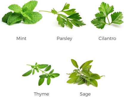 Herb Garden Seeds Collection - 5 Culinary Herb Seeds Pack - Organic Mint, Parsley, Cilantro, Thyme and Sage Seeds, Heirloom Non-GMO Seeds for Planting