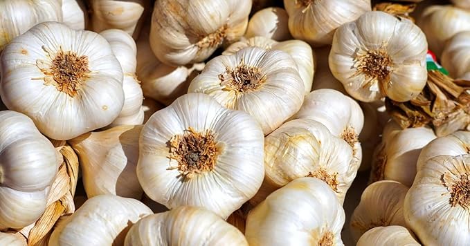 Garlic Bulb (2 lbs), Fresh California Gilroy Heirloom Softneck Garlic for Planting and Growing Your Own Garlic