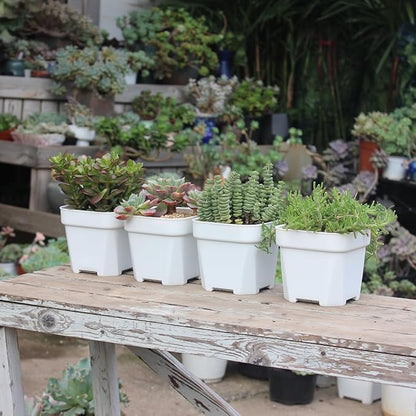 BangQiao 20 Pack 4.75 Inch Small White Plastic Square Nursery and Seedling Pot with Drainage Hole for Germination, Cactus, Herb, Succulent