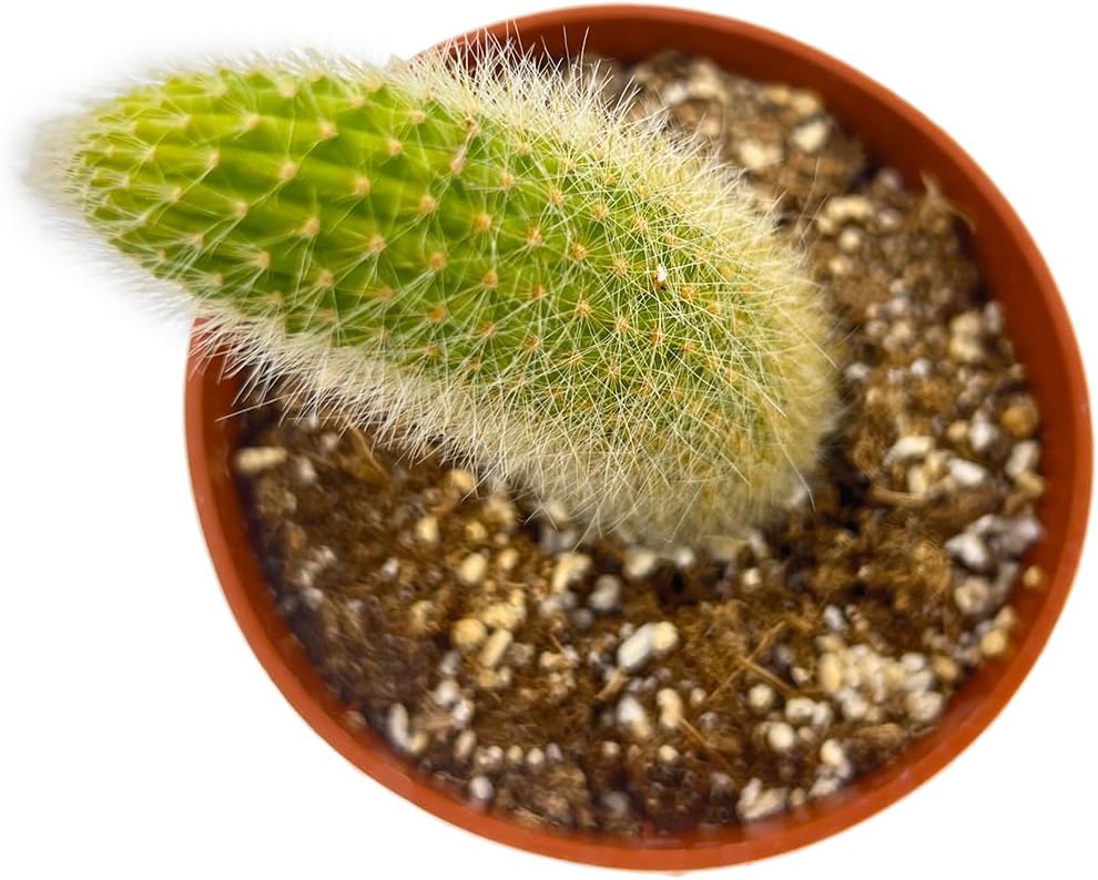 Sprout N Green Monkey Tail Cactus | Hildewintera colademononis, Live Cacti Plant Rooted in 4in Nursery Pot, Indoor Outdoor Office Home Décor