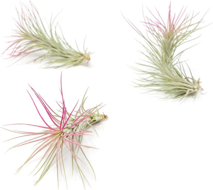 Fuchsia Colorful Tillandsia Air Plants - Long Lasting Color Enhanced Live Tillandsia Succulent House Plants - Home and Garden Decor - Easy Care Indoor/Outdoor Plants (Funckiana, Pack of 3)