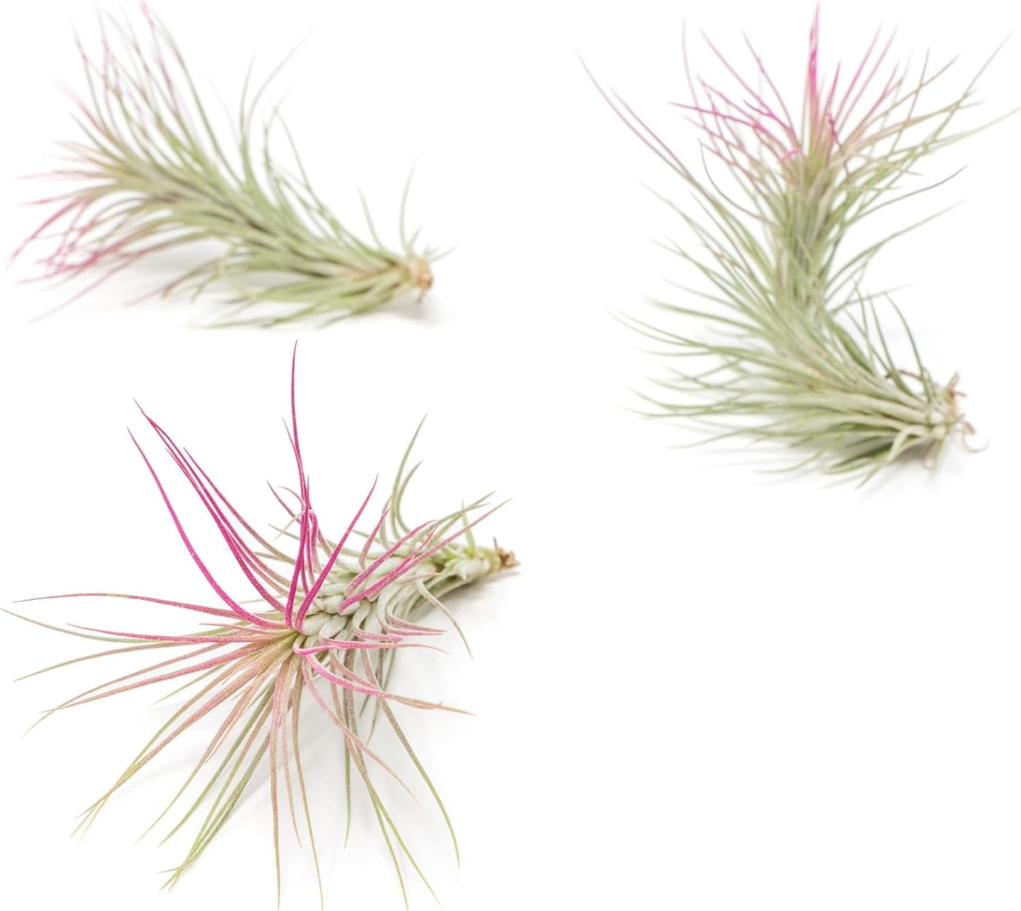 Fuchsia Colorful Tillandsia Air Plants - Long Lasting Color Enhanced Live Tillandsia Succulent House Plants - Home and Garden Decor - Easy Care Indoor/Outdoor Plants (Funckiana, Single)