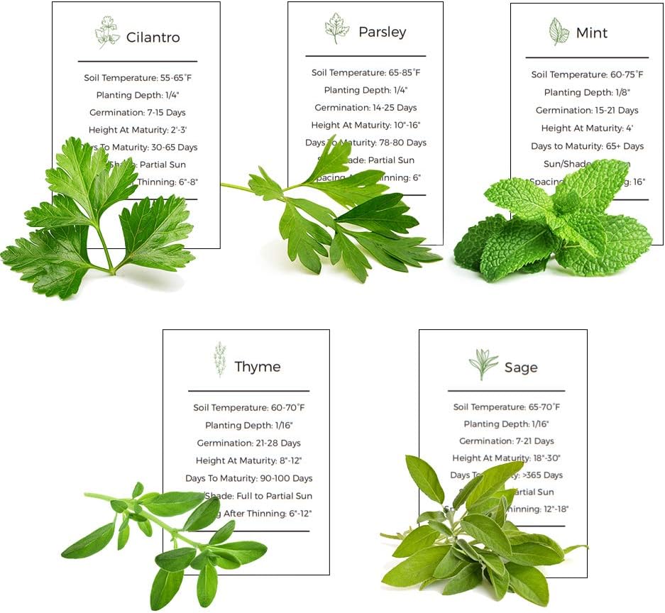 Herb Garden Seeds Collection - 5 Culinary Herb Seeds Pack - Organic Mint, Parsley, Cilantro, Thyme and Sage Seeds, Heirloom Non-GMO Seeds for Planting