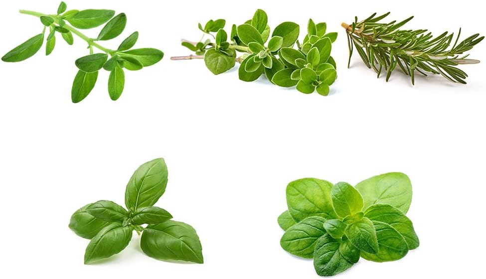 Herb Garden Seeds Collections - 5 Culinary Herb Seeds Pack, Organic Heirloom Seeds for Planting (Basil, Marjoram, Oregano, Rosemary & Thyme)