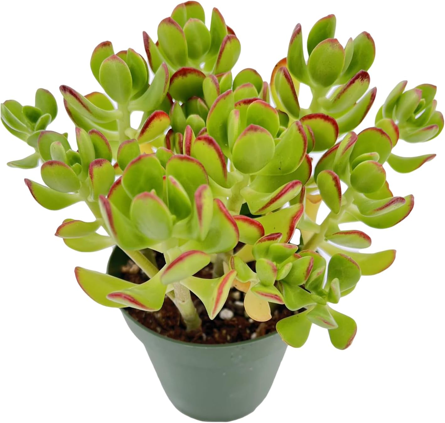 Sprout N Green Sedum dendroideum | Tree Stonecropin 4 inch Starter Pot, Rare Live Succulent Plant Fully Rooted, Home Office Indoor Outdoor Wedding Decoration DIY Projects Party Favor