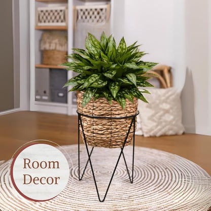 Aglaonema Live Plant Collection (4-Pack) - Chinese Evergreen Plants in 2-Inch Pots | Easy-Care Indoor Houseplants | Perfect for Low Light, Office Decor, and Air Purification