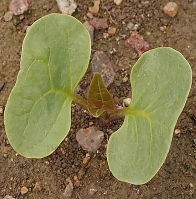 80 Broken Colors Four O'Clock Seeds - Tender Perennial That Reseeds Easily