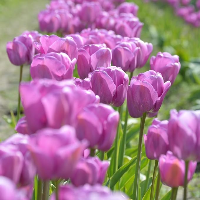 Lavender Purple Triumph Tulip Flowers – Gardener’s Favorite 10‑Bulbs| Pure & Variegated Lavender-Purple Spring Blooms | Sturdy Mid-Spring Perennials – Attracts Bees & Butterflies - USDA Zones 3–8