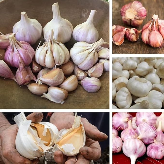 1 Pound Garlic for Planting in Fall Mix Random Softneck Hardneck, 8-10 Assorted Garlic Bulbs for Planting, Fresh and High Yield Bulb Variety Pack, Hardy and Fast Growing