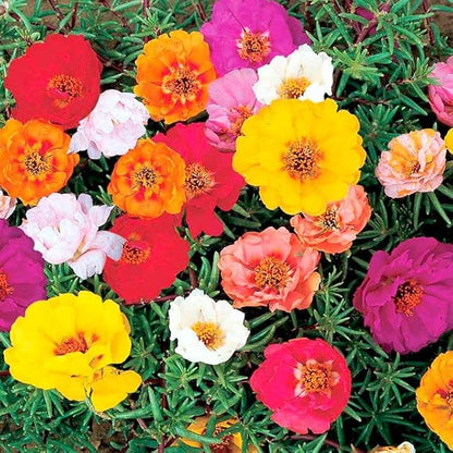 Moss Rose Mix Seeds – Annual Flower (Portulaca grandiflora) | Drought-Tolerant Ground Cover, Vibrant Blooms in Multiple Colors