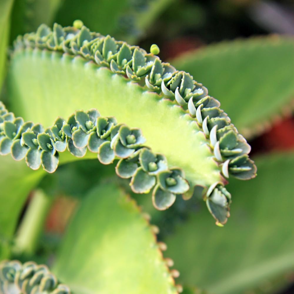 Live Mother of Thousands Plant Kalanchoe Starter Plants, Kalanchoe Houseplants Succulent, 2.5 Inch Pot
