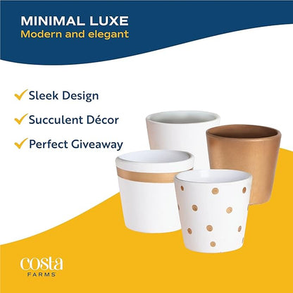 Costa Farms Mini Succulents (48 Pack), Live Succulent Plants in Decor Pots, Indoor Houseplants in Potting Soil, Party Favor Gifts, Bulk Baby Shower, Bridesmaid, 2-Inches Tall