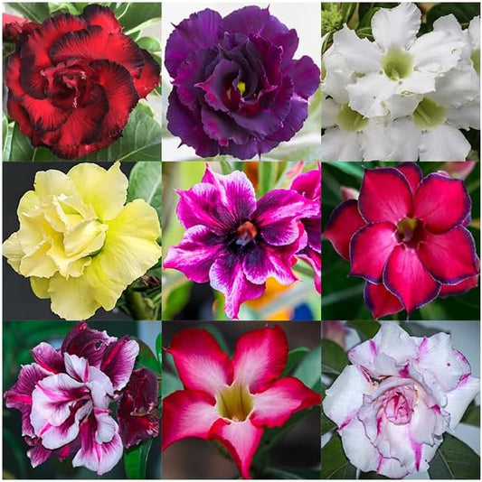 5 Desert Rose Seeds for Planting Mixed Color Ready to Grow Adenium Obesum Seeds Exotic Succulent Colorful Bonsai Plant Tropical Rose Flower Planting Non-GMO Heirloom