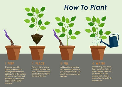 Brighter Blooms - Braided Benjamina Ficus Tree, 3-4 ft. - Live Plant - No Shipping to AZ, OR