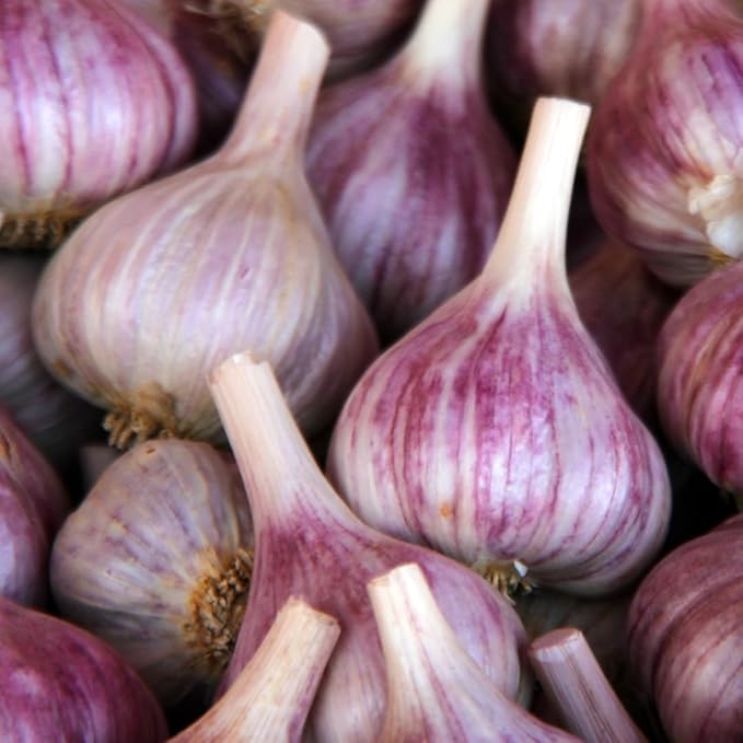1 Pound Garlic for Planting in Fall Hardneck, 8-10 Purple Garlic Bulbs for Planting, Fresh and High Yield Bulb Variety Pack, Hardy and Fast Growing
