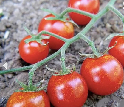 Sweetie Cherry Tomato Seeds - Very Sweet and Perfect for Caprese Salad - 50 Seeds