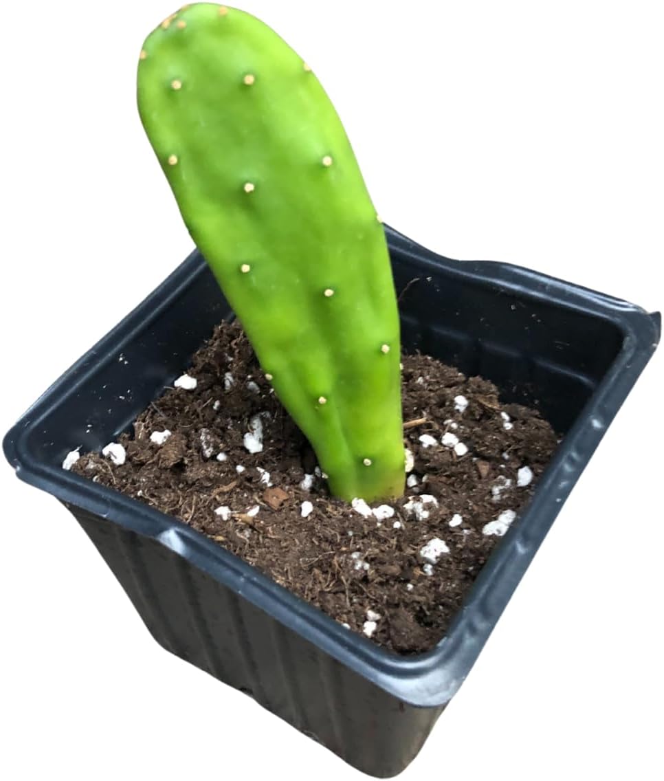 Smoke Camp Crafts Organic Prickly Pear Cactus Plant, Opuntia cochenillifera, in 2.5-inch Pot