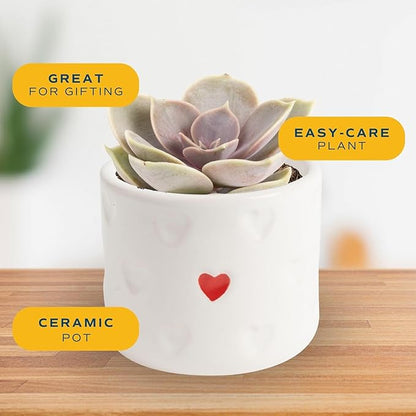 Costa Farms Succulent Plant, Live Indoor Plant Mini Succulent in Cute Decor Plant Pot, Potting Soil Mix, Grower's Choice, Room Decor, Housewarming Gift, 2-Inches Tall