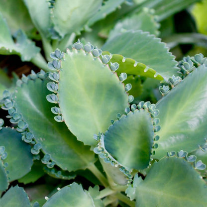 Live Mother of Thousands Plant Kalanchoe Starter Plants, Kalanchoe Houseplants Succulent, 2.5 Inch Pot